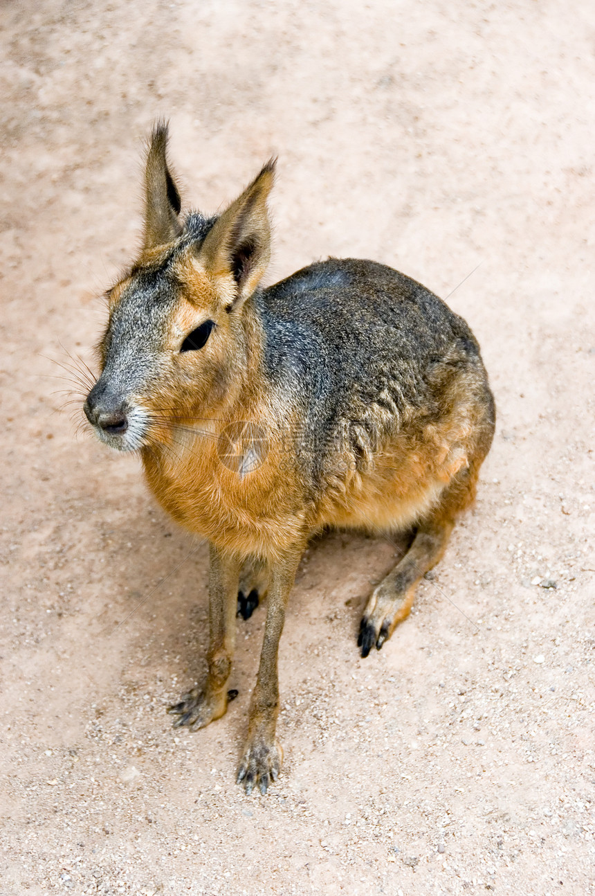 沙漠兔子饮食棉尾红色耳朵毛皮野兔庆典哺乳动物荒野气候图片