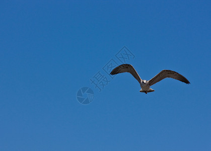 飞行海鸥翅膀动物空气蓝色自由天空蓝天背景图片