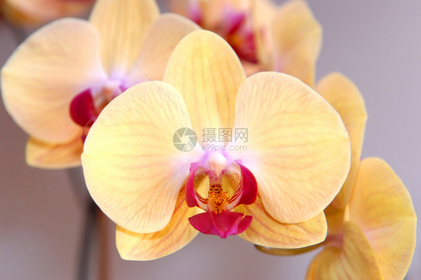兰花传统文化黄色热带异国植物花朵情调花瓣装饰品图片
