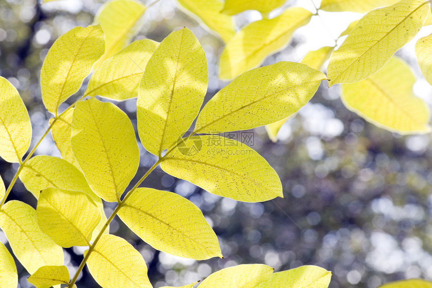 黄色叶 浅焦点植物叶子树叶植物学绿色分支机构树木生长森林环境图片