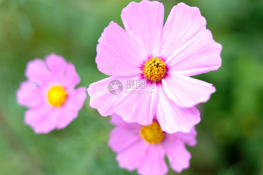 粉色宇宙花朵植物绿色植物群黄色图片