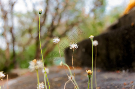 小花花绿色花瓣红色花粉植物群花朵植物花园黄色背景图片