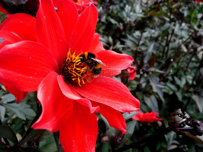 红花蜜蜂红色园艺野生动物黄色叶子翅膀花瓣植被花园植物群图片