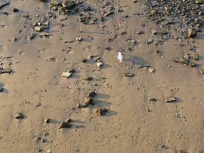 沙沙上海鸥地面动物脚印大道海滩野生动物白色石头海鸥背景图片