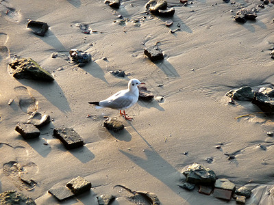沙沙上海鸥大道海鸥石头野生动物白色脚印地面海滩动物背景图片