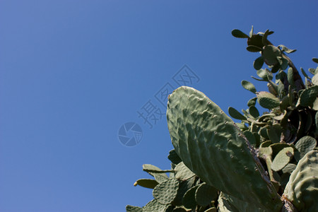 Cactus 植物和蓝天空背景图片