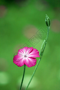 粉红花花花粉花瓣粉色树叶花园绿色背景图片