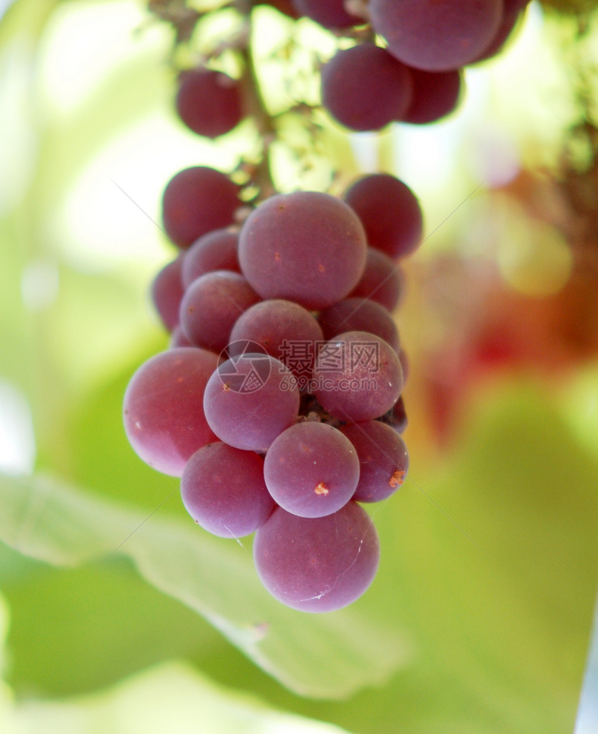 红葡萄收成叶子营养季节花束酒精绿色藤蔓食物水果图片