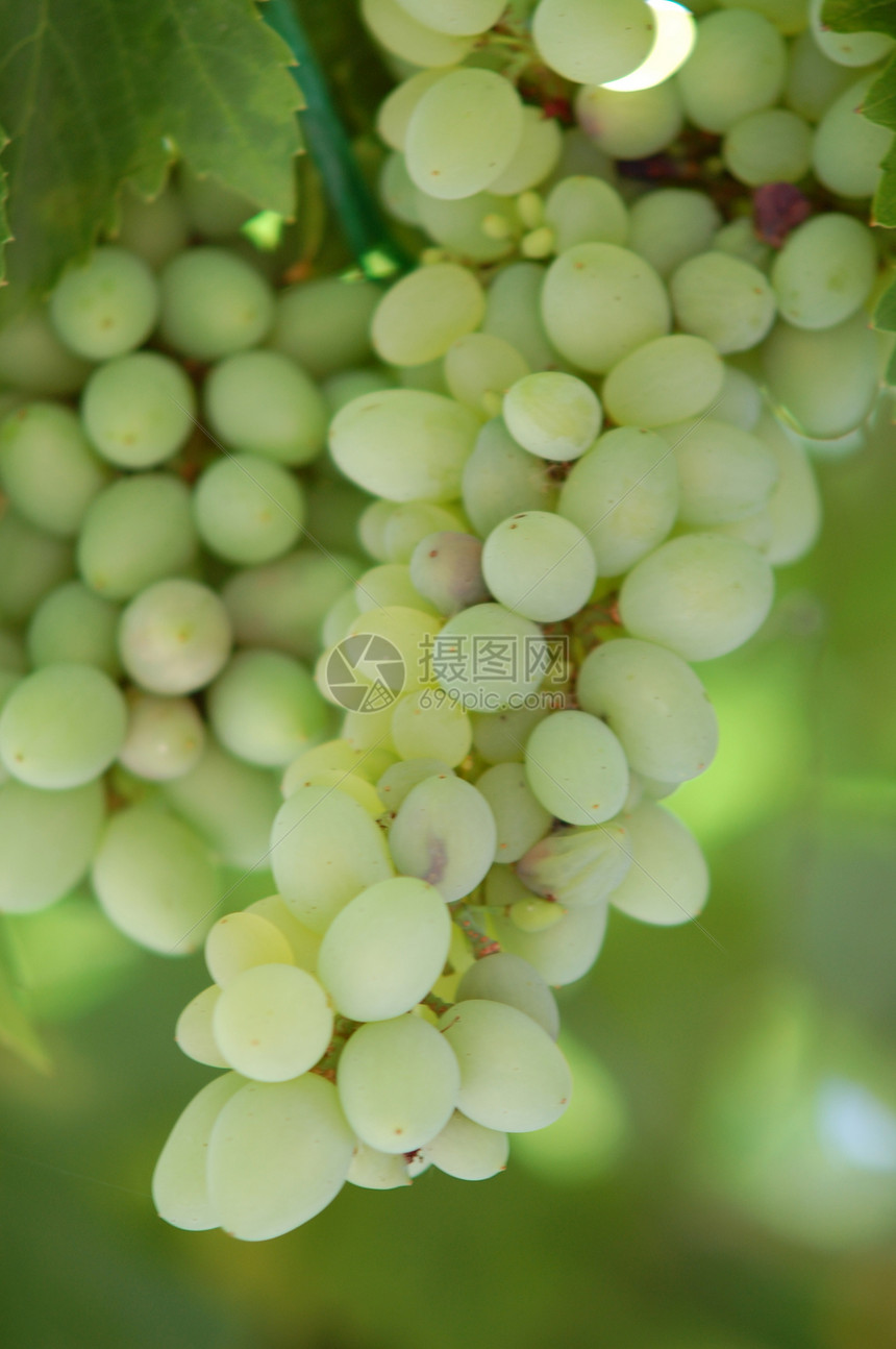 绿绿葡萄酒厂季节叶子葡萄园收成绿色食物酒精果汁红色图片