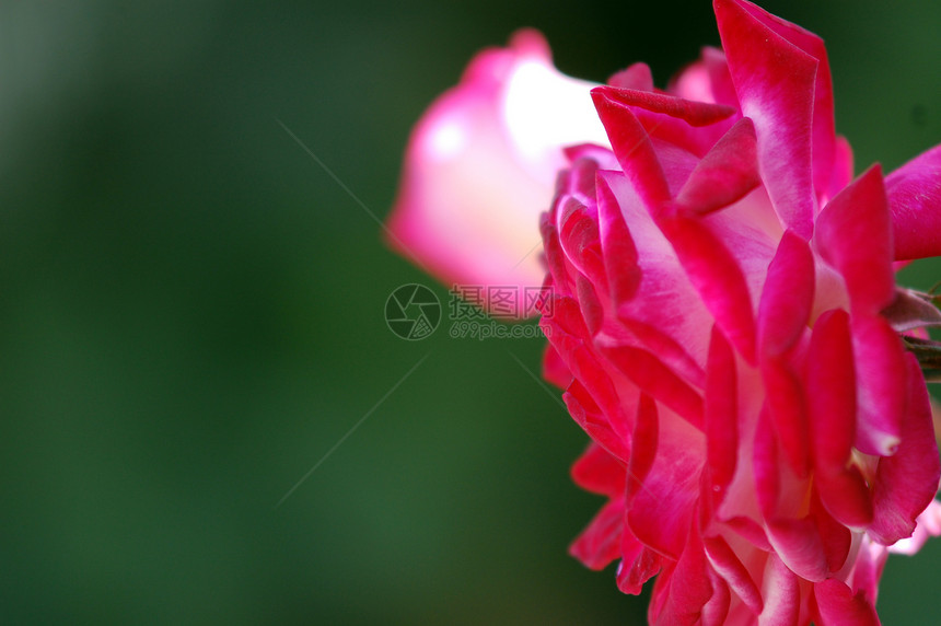 两朵红玫瑰绿色荷叶植物群花朵玫瑰粉色图片