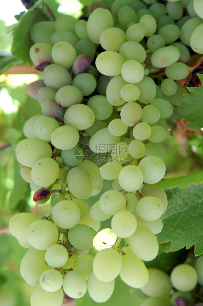 绿绿葡萄酿酒叶子农业酒厂植物葡萄园生长树叶食物水果图片