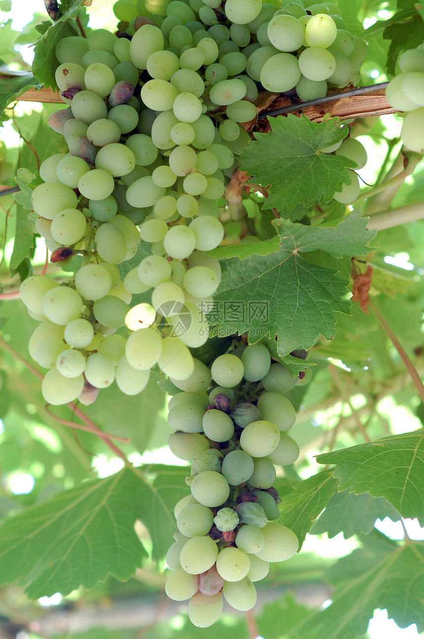 绿绿葡萄树叶酿酒食物水果植物葡萄园生长农业叶子藤蔓图片