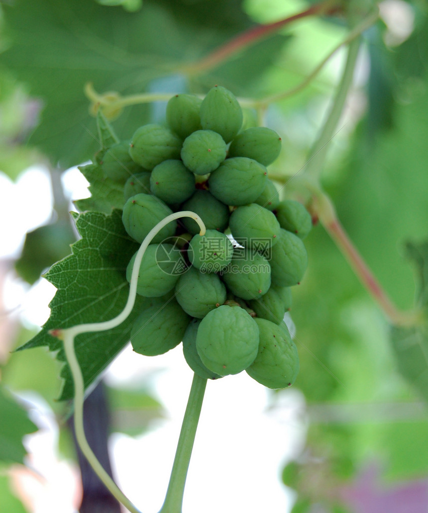 绿绿葡萄植物食物酒厂生长农业藤蔓叶子水果葡萄园酿酒图片