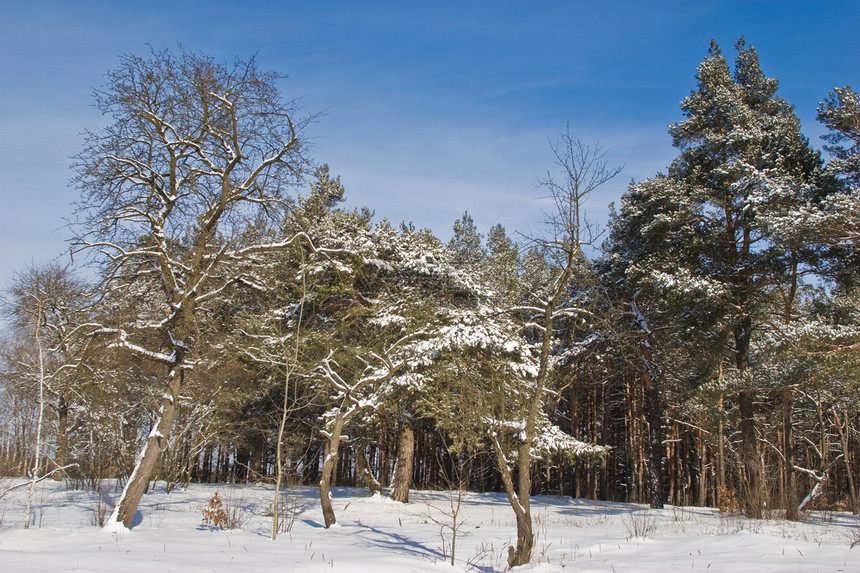 冬季风景松树森林公园图片