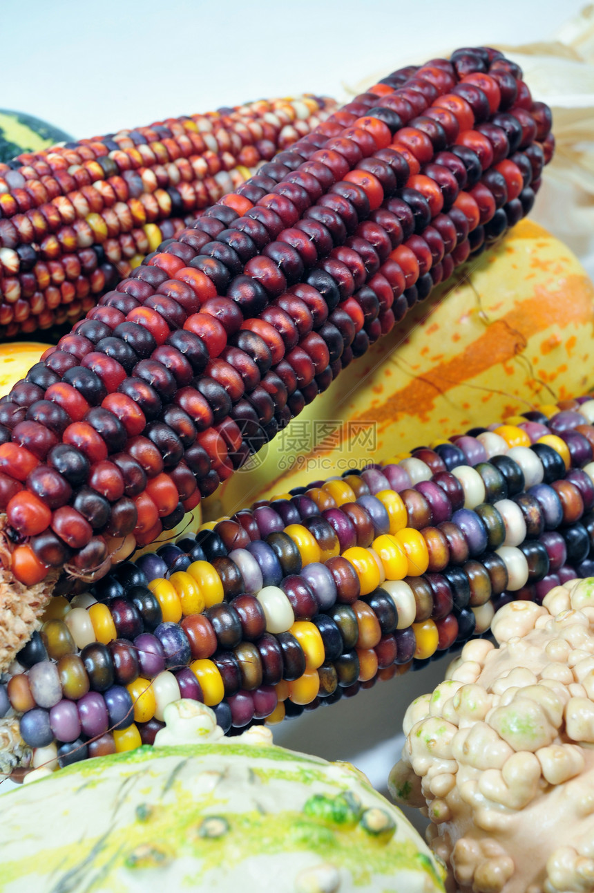 印度玉米和古尔兹感恩收成内核红色蓝色黄色紫色耳朵图片