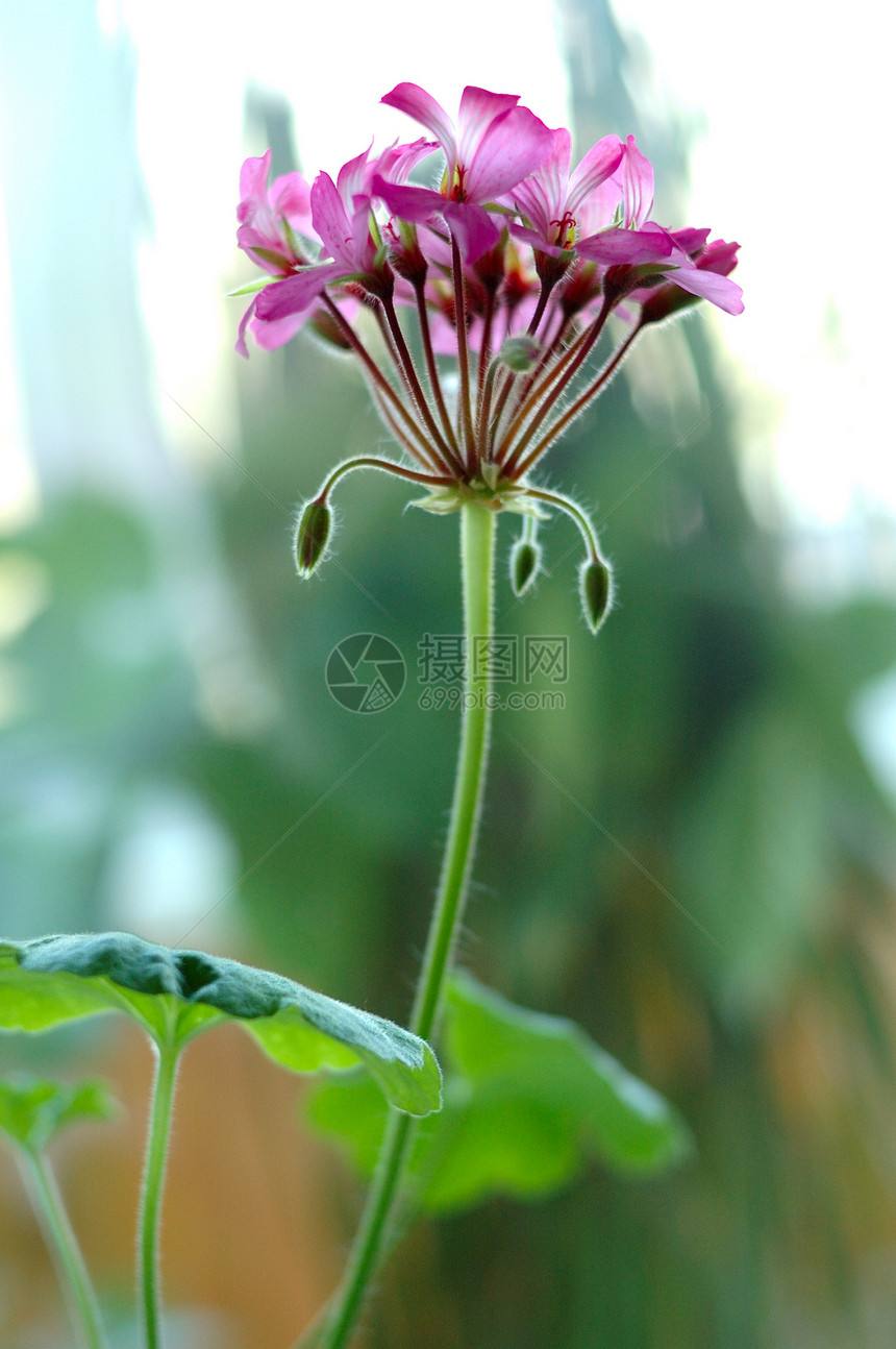 粉红色的花朵粉色灰色植物花瓣白色叶子绿色图片