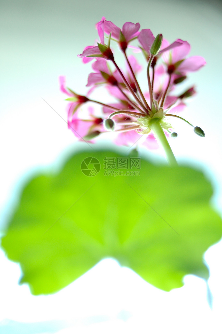 粉红色的花朵粉色绿色灰色植物白色花瓣叶子图片