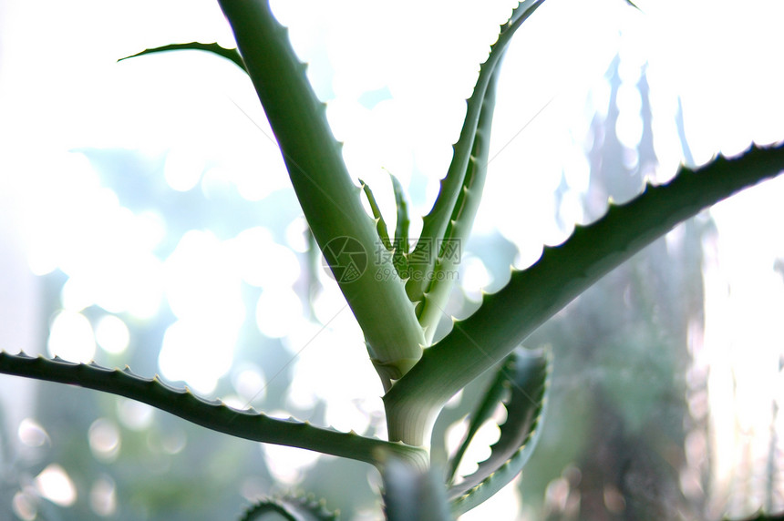 Aloe植物白色叶子植物群灰色绿色图片