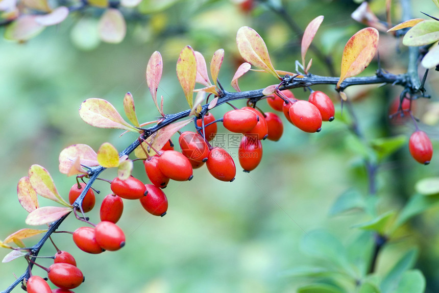 树枝上的玉米樱桃木头果汁红色营养浆果荒野维生素甜点种子森林图片