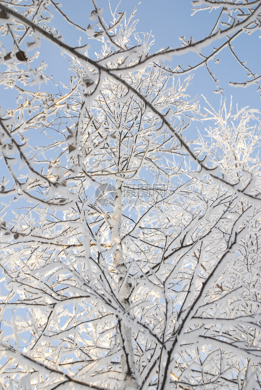 树枝上有雪和冰霜天气季节白色季节性森林图片