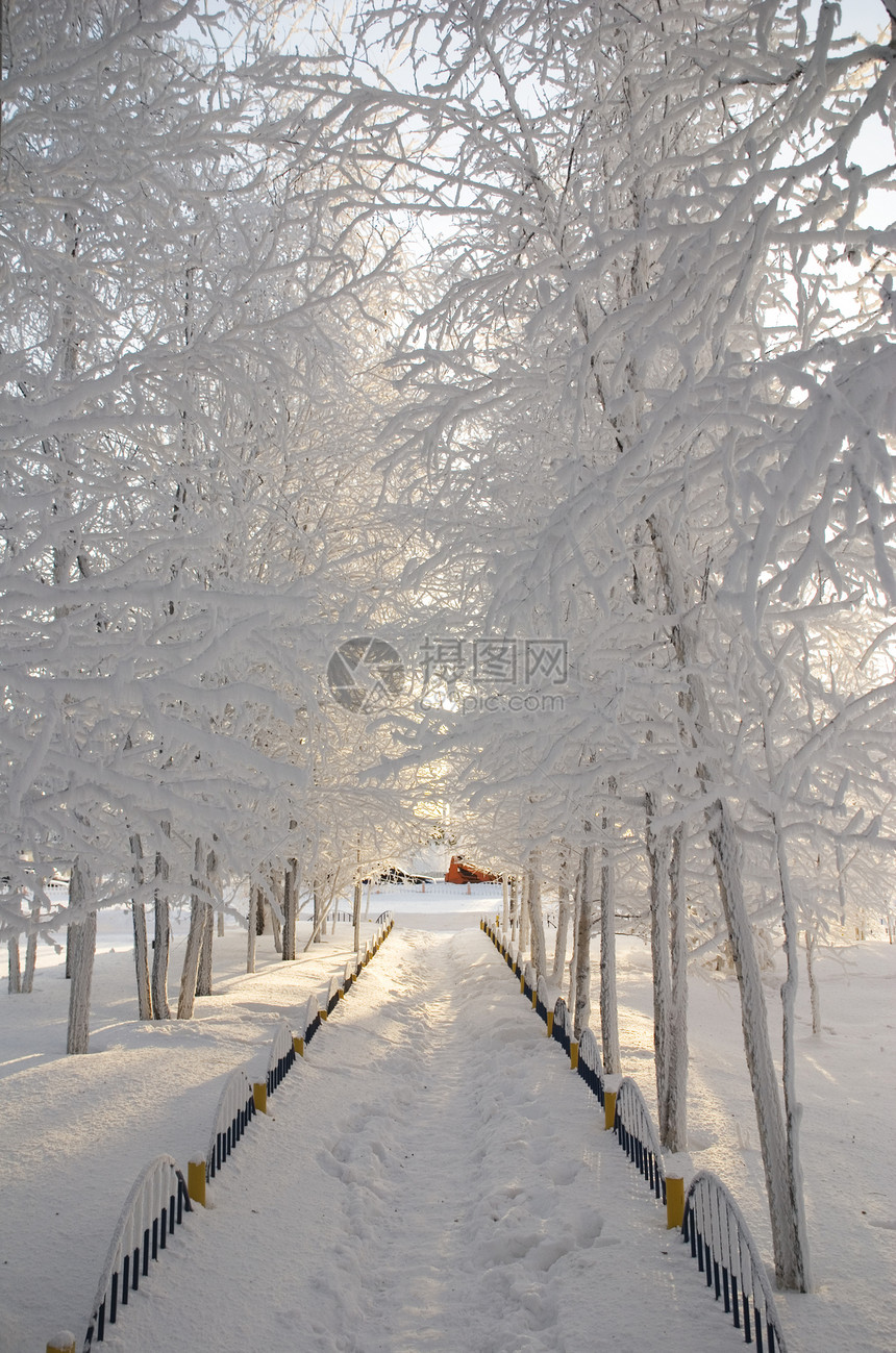 树枝上有雪和冰霜天气森林季节白色季节性图片