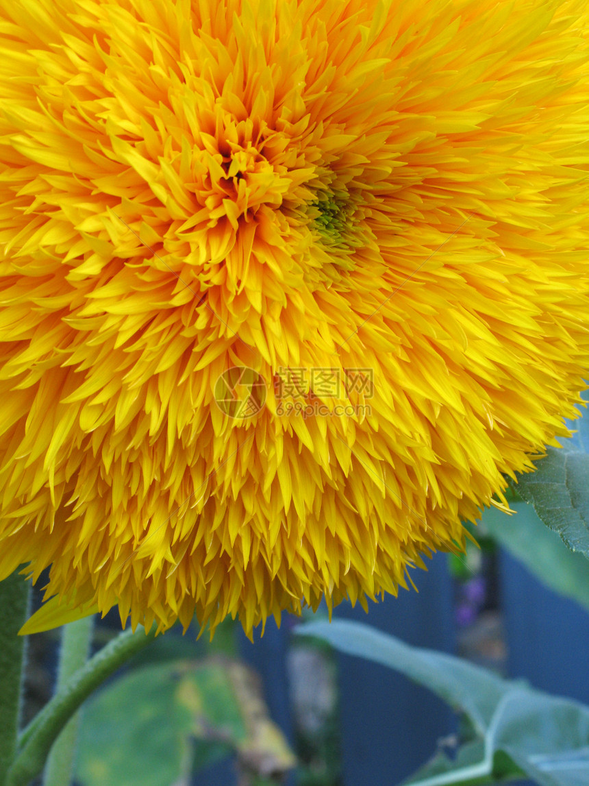 黄花紧闭叶子花瓣花园植物黄色太阳绿色图片