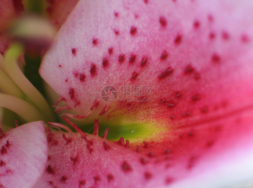 粉红花贴近清洁度花萼男性花束女性礼物周年纪念日器官花冠图片