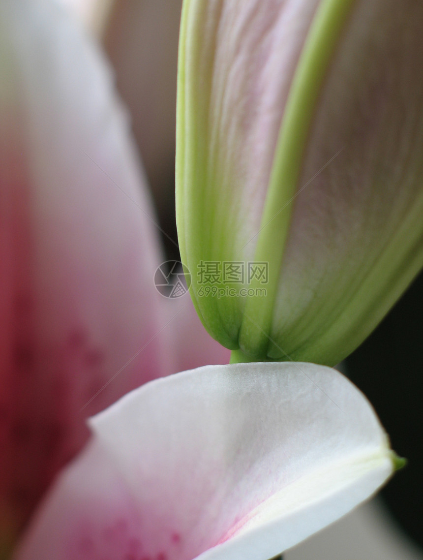 粉红花贴近花冠器官萼片花粉礼物椅子女性植物群花束雌蕊图片