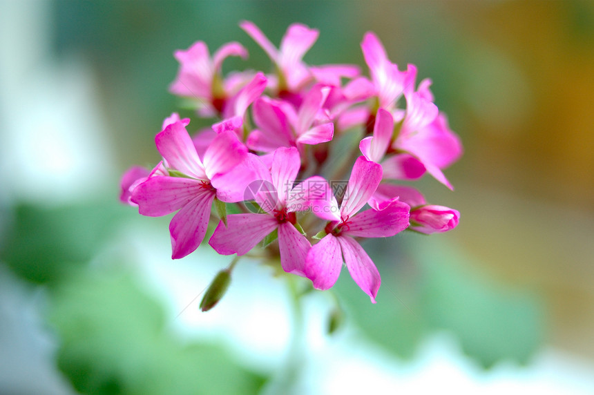 粉红色的花朵粉色花瓣植物叶子灰色绿色白色图片