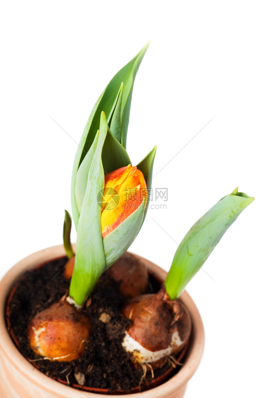 橙色的郁金香 放在一个在白色上隔离的锅里礼物植物叶子花盆花园问候语植物群花束陶器图片