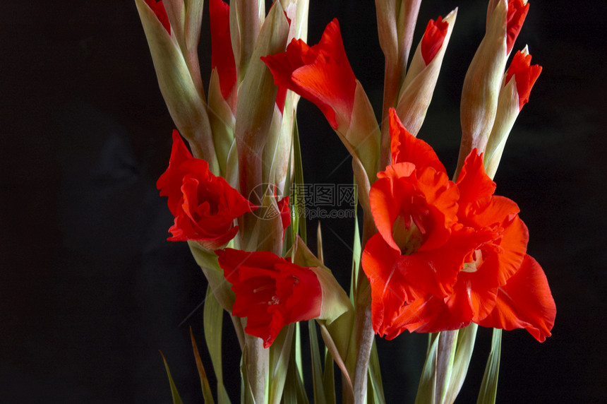 红色格拉迪奥卢斯 Gladiolus图案区系白色花瓣花园鲜花美丽植物花卉花束图片