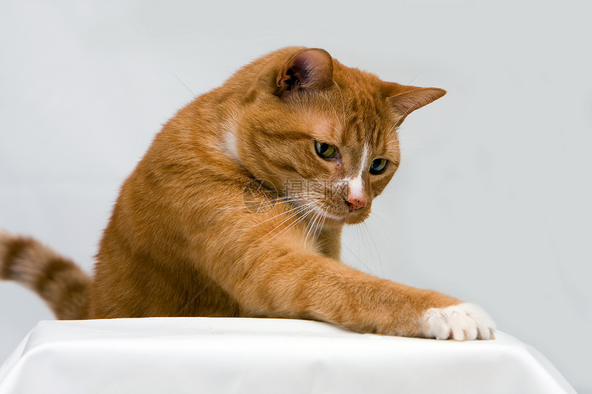 好奇猫哺乳动物橙子宠物猫科动物爪子图片