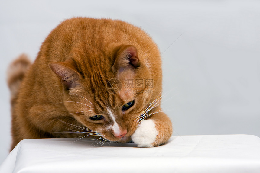 好奇猫宠物哺乳动物猫科橙子爪子动物图片