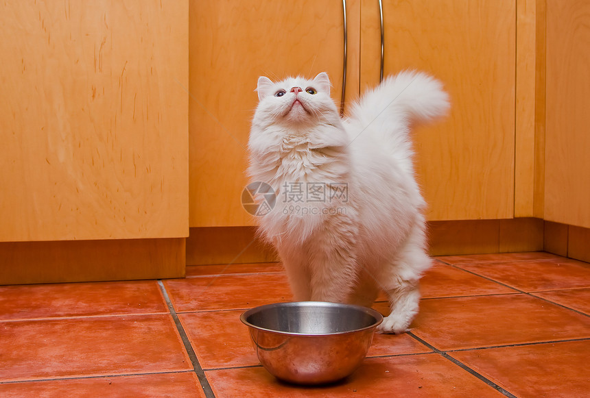白猫等待食物哺乳动物双色头发宠物厨房图片