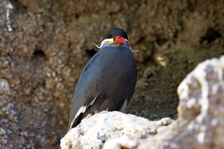 Inca Tern在悬崖上高清图片
