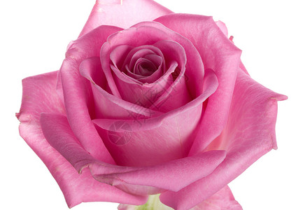 近身粉红色玫瑰宏观礼物浪漫绿色展示花瓣叶子红色白色背景图片