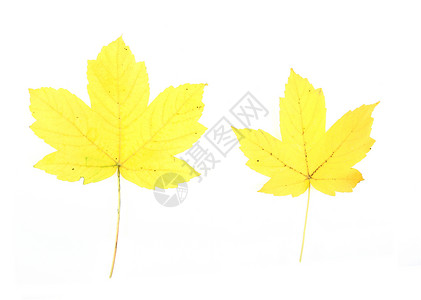树叶植物黄色季节叶子季节性背景图片