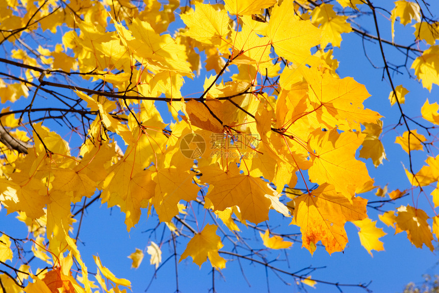 秋树枝条季节金子蓝色活力黄色森林树叶树木乡村图片