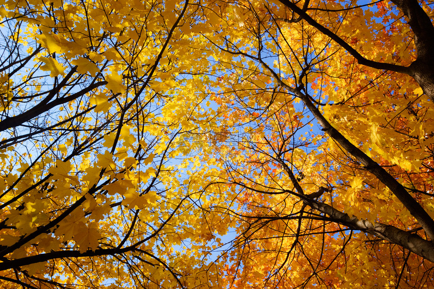 秋树季节公园蓝色环境橙子树叶森林阳光活力金子图片