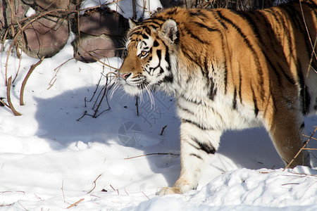 西伯利亚虎冬图片