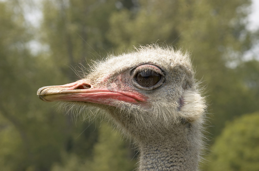 斯特里希野生动物雄性眼睛动物鸵鸟羽毛图片