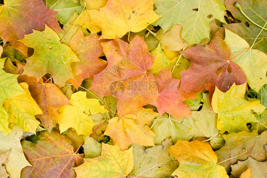 树叶背景金子乡村季节农村黄色树木绿色公园叶子阳光图片