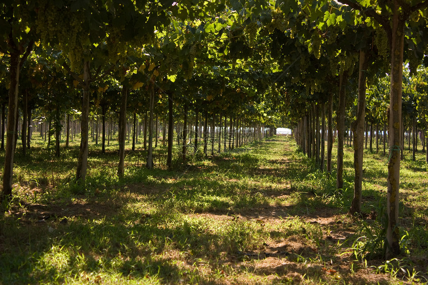 葡萄园中的葡萄绿色收成花园水果树叶生长藤蔓植物叶子农场图片