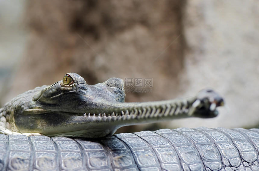 印地那瓜维亚河豚物种爬行动物濒危鳄鱼保护眼睛威胁牙齿爬虫图片