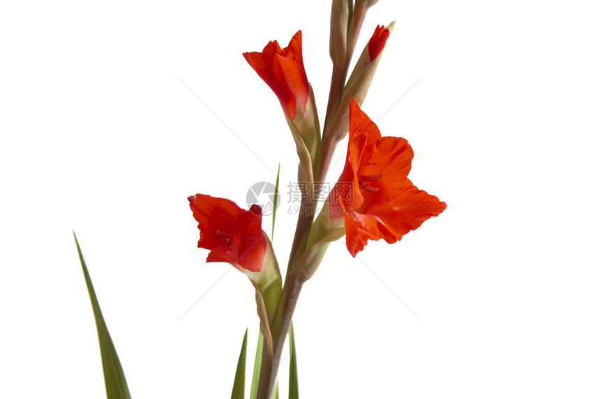 红色格拉迪奥卢斯 Gladiolus宏观美丽植物区系白色叶子花束花瓣花卉图案图片