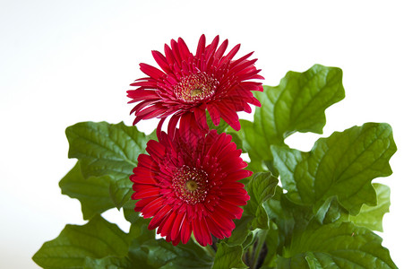 红色雏菊黛西图案花卉美丽鲜花花头叶子家庭雏菊红色花园背景