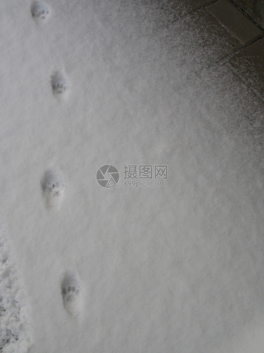 积雪中的爪脚指纹图片