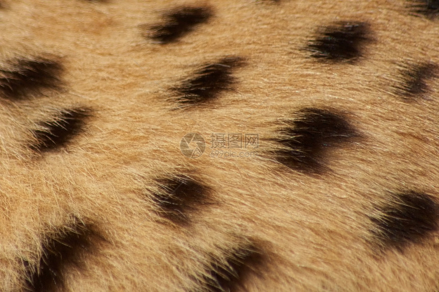 猎豹毛皮背景图片