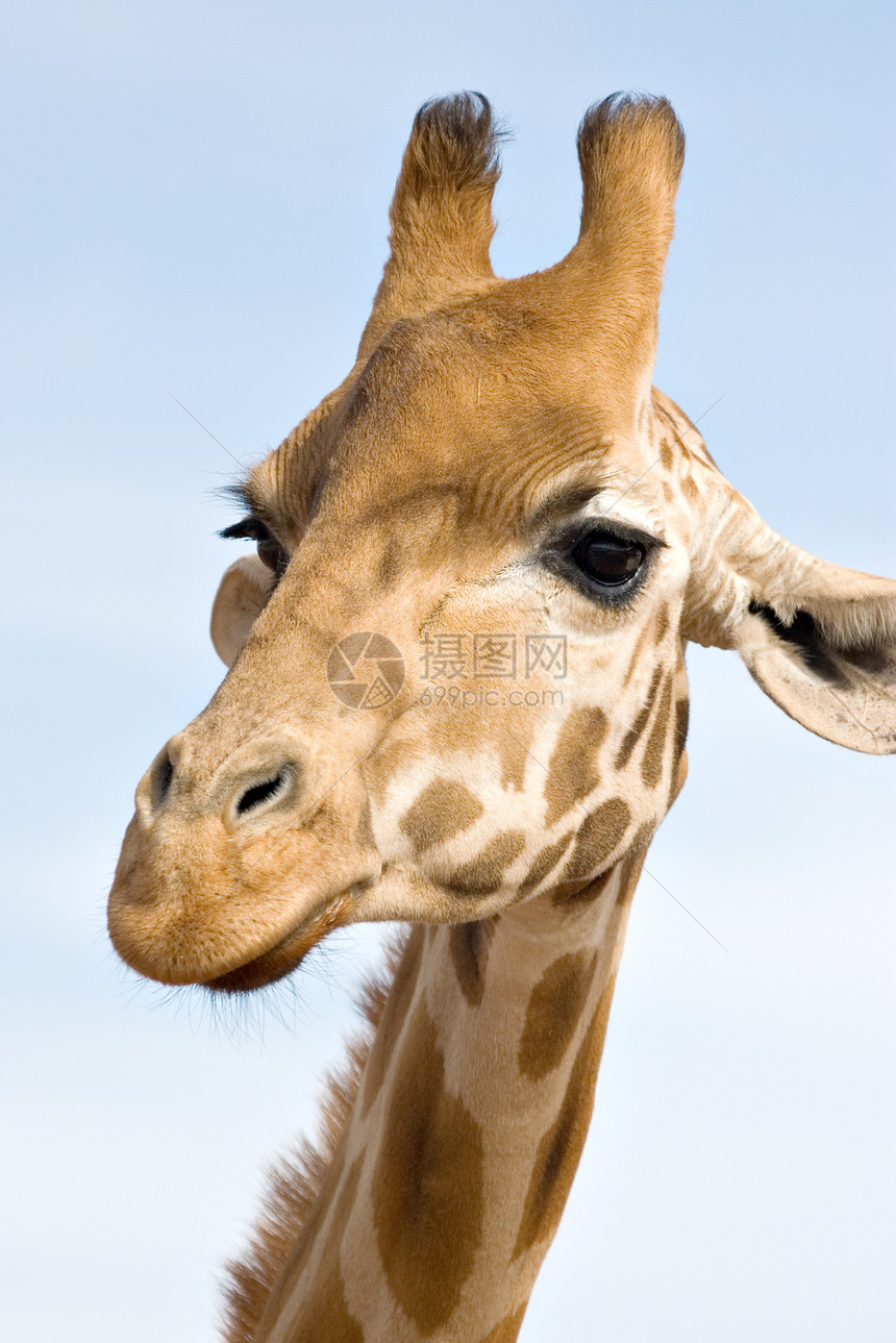 紧闭长颈鹿照片眼睛动物斑点高度图片