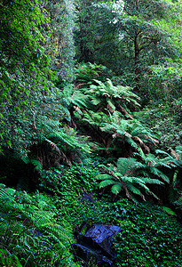 森林遗产植物岩石蕨类照片树木树蕨世界雨林背景图片